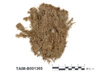 藏品(鏽色泥炭苔)的圖片